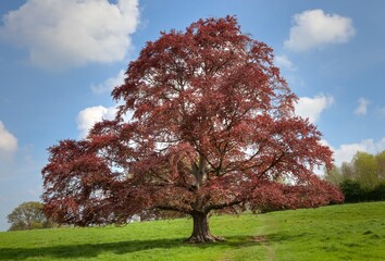 Copper beech tree at Spring time, Gloucestershire, England.