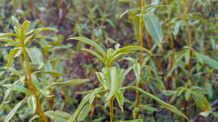 Jara salvaje pegajosa y verde en verano.