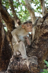Monkey on a tree