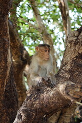Monkey on a tree