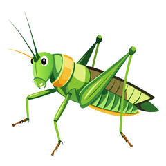 green grasshopper isolated on white background