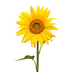 Fototapeta premium A vibrant sunflower with bright yellow petals and a dark brown center, growing on a single green stem with a leaf on a transparent background. , isolated on transparent background.