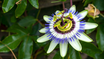 Exotic passion flower bloom with intricate petals and vibrant colors
