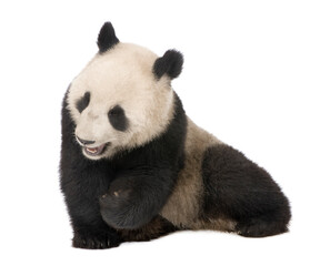 Giant Panda, Ailuropoda melanoleuca in front of a white background
