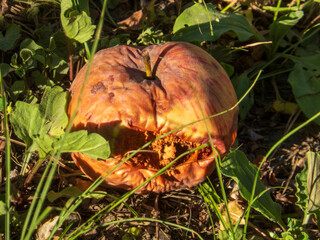 A rotting apple on the ground in the grass.
