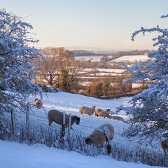 Naklejka premium Cotswold landscape with sheep in snow, Gloucestershire, England