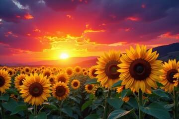 Obraz premium Sun dips below horizon, painting sunflowers with fiery hues , image, light