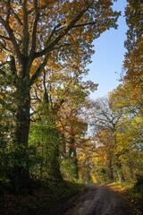 Cotswold lane with oak trees, Gloucestershire, England