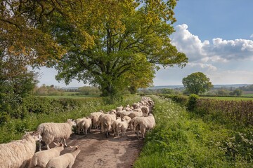 Obraz premium Cotswold lane with sheep near Chipping Campden, Gloucestershire, England