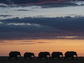 Fototapeta premium Elephants Marching at Sunset, Serengeti National Park, Nature Photography, Majestic Scene