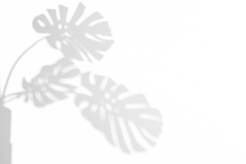 monstera shadow overlay effect,realistic sunmmer sunlight tropical leaves shadows isolated on transparent png background