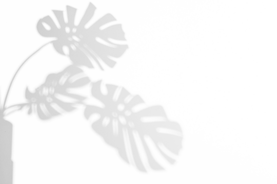 monstera shadow overlay effect,realistic sunmmer sunlight tropical leaves shadows isolated on transparent png background