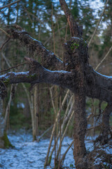 Uprooted Tree with Exposed Roots in a Snow Dusted Forest