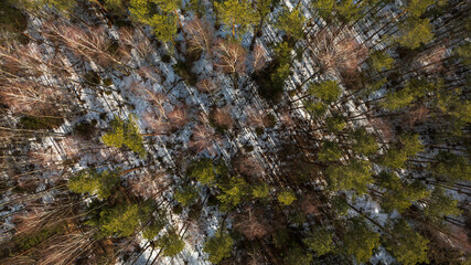 Aerial View of a Forest with Snow Patches in Eastern Europe
