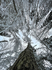 Upward View of Snow Covered Forest with Tall Trees in Winter