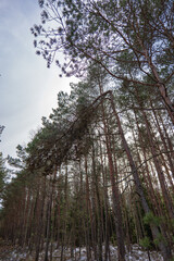 Fototapeta premium Snow Dusted Forest with Tall Pines and Arched Tree Branch