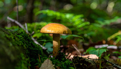Fototapeta premium Isolated mushroom growing on forest floor covered with green moss and leaves