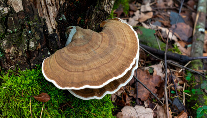 Large bracket fungus growing on tree trunk in a forest setting with moss