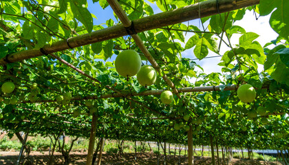 Lush green passion fruit vines growing in bamboo support structures