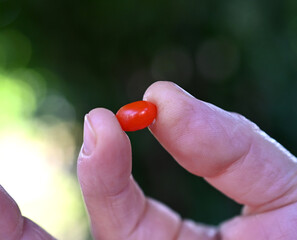 Goji, goji berry, or wolfberry is the sweet fruit of either Lycium barbarum or Lycium chinense