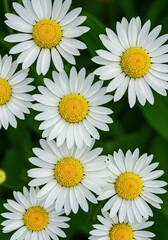 Obraz premium Close-up of daisies in a garden setting