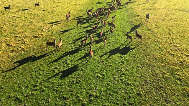 Aerial view of wild deer roaming in New Zealand pasture
