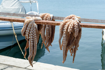 Sun-Dried Octopus Hanging in a Greek Marina