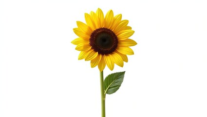 A single, vibrant sunflower, with rich yellow petals and a dark brown center, stands tall against a plain white background.