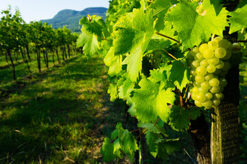 wine grapes in vineyard sunrise, Badacsony hill at background, Hungary