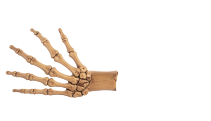 Skeletal human hands isolated on transparent background perfect for Halloween spooky decoration mockup design isolated on solid white background in Png