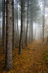 fog at november forest