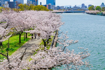 桜満開の桜の宮公園　大阪市都島区にて