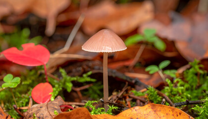 Mushroom in autumn forest with colorful leaves and green moss growth