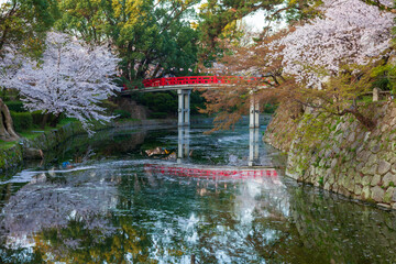 岡崎城の濠と満開の桜　愛知県岡崎市にて