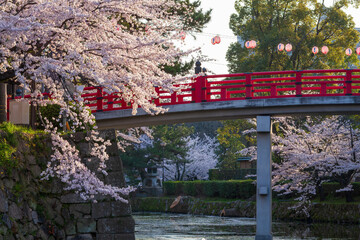 岡崎城の濠と満開の桜　愛知県岡崎市にて