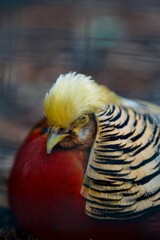 yellow bird