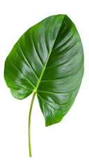 Fototapeta premium green philodendron leaf isolated on white background