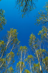 top of poplars, blue sky
