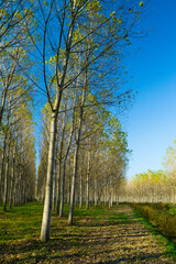 reforestation of poplar trees at autumn sunset