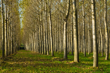 reforestation of poplar trees at autumn sunset