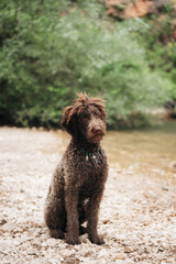 Brown Lagotto Romagnolo dog running near a waterfall