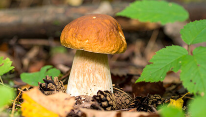 Fototapeta premium Porcini mushroom in forest setting a natural foraged food ingredient
