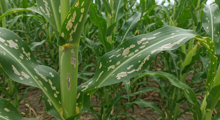 Obraz premium Corn stalks with mottled, diseased leaves in a field.