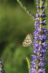 butterfly on a flower