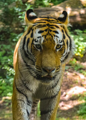 A majestic tiger walks gracefully through its lush green habitat, surrounded by trees and fallen logs, in natural daylight