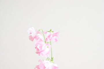 ピンクのスイートピー