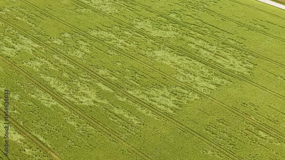 Poster Aerial view of a green grain field with visible tractor tracks and crop patterns.