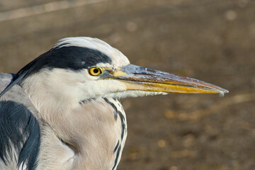 Extreme close-up portrait of a grey heron (Ardea cinerea), showing detailed facial features and sharp eye