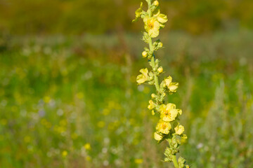 close-up of a denseflower mullein (Verbascum densiflorum) blossom in the field, showing vibrant yellow petals