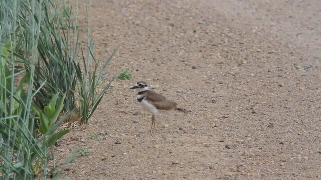 Two Killdeers, or large Plovers, on a weedy roadbed